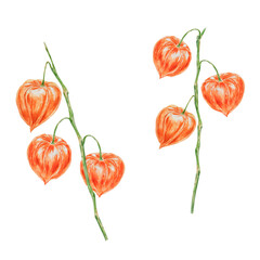 Orange physalis, bladder cherry, cape gooseberry, goldenberry, Peruvian groundcherry. Branch of autumn plant. Watercolor hand drawn illustration. Cut out clipart. Fall colorful botanical illustration.