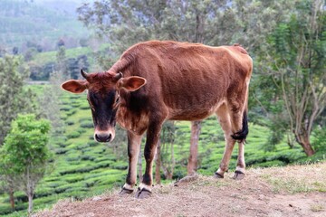 Indian cow 