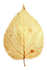 Obraz premium Golden Leaf with Intricate Veins