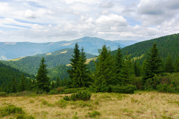 hillside of mountain range with coniferous forest and alpine meadow. clouds on the sky
