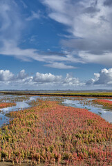 Salt Marsh with common Glasswort resp.Salicornia europaea on Eiderstedt Peninsula at North...