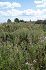 View towards Dunstanburgh Castle ruins across field in summer