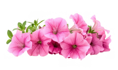 Pink Petunia Flowers