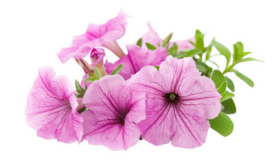 Pink Petunia Flowers