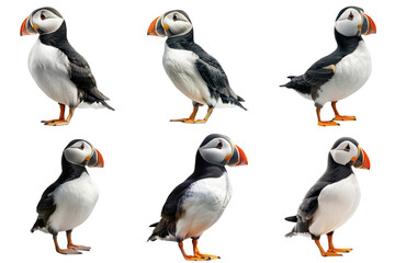 A Collage of Six Puffin Images with Distorted Backgrounds