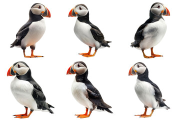Six Puffins in Various Poses, Isolated on a Transparent Background