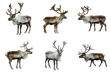 Obraz premium Six Reindeer with Antlers Facing Different Directions