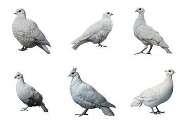 Obraz premium Six White Pigeons with Distinctive Head Crests and Colorful Backgrounds