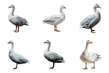 Obraz premium Six White Geese with Glitched Backgrounds