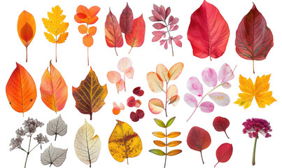 Pressed Leaves and Flowers Collection