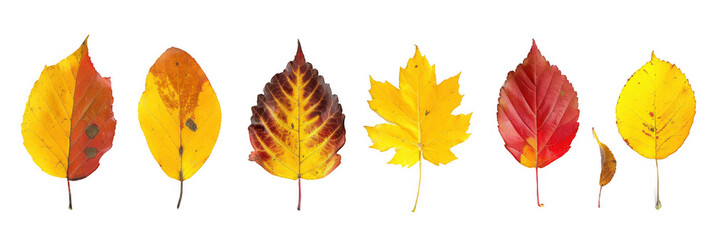 Obraz premium Selection of Yellow and Red Autumn Leaves
