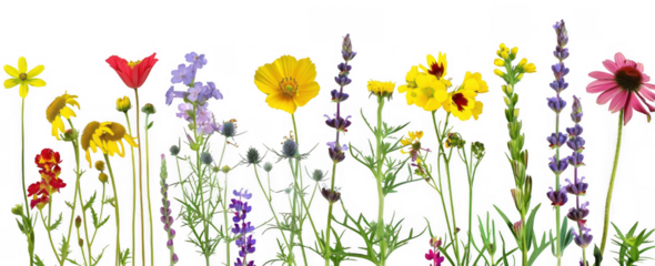 Variety of Colorful Wildflowers