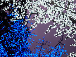 Background lights of Christmas.