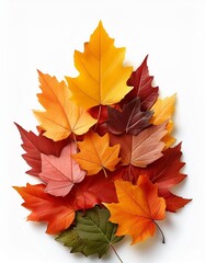 Pile of autumn colored leaves isolated on white background.A heap of different maple dry leaf .Red and colorful foliage colors in the fall season