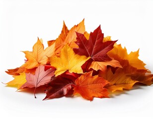 Fototapeta premium Pile of autumn colored leaves isolated on white background.A heap of different maple dry leaf .Red and colorful foliage colors in the fall season