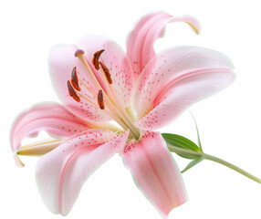 Naklejka premium Light Pink Lily Flower