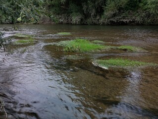 Small green grass islands above the surface of a shallow clear river. Beautiful landscape on a picturesque river.