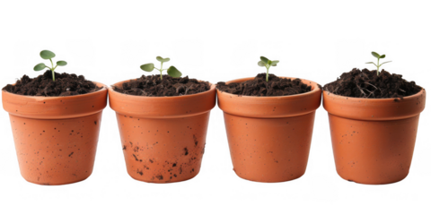 Terracotta Pots Filled with Soil