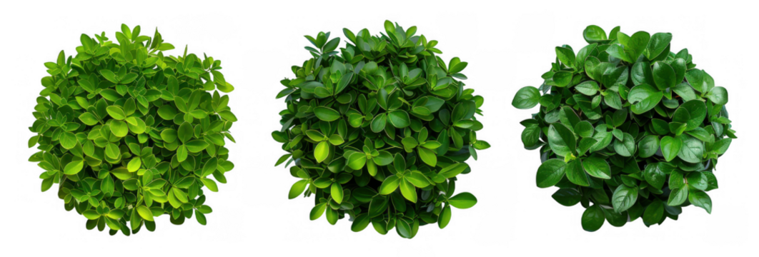 Circular Green Foliage Arrangements