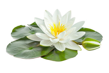 Blooming White Water Lily with Lily Pads