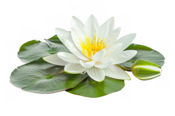 Blooming White Water Lily with Lily Pads