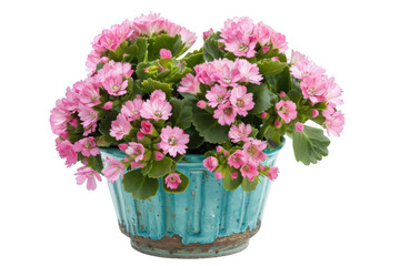 Fototapeta premium Pink Kalanchoe Flowers in Blue Pot