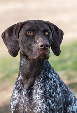 German short hair pointer portrait head shot