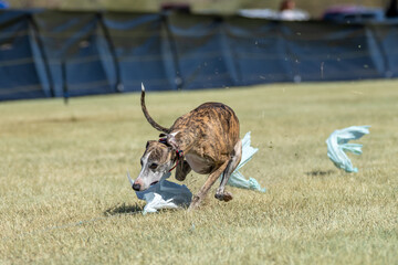 Whippet dog at the end of a lure course run