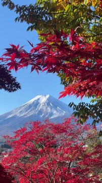 Mount Fuji framed by red maple leaves during the autumn season in Fujiyoshida, Japan. 