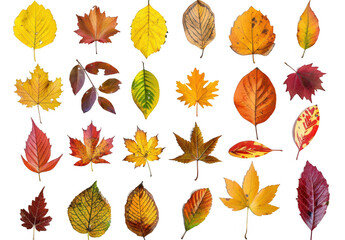 Fototapeta premium Collection of Colorful Autumn Leaves