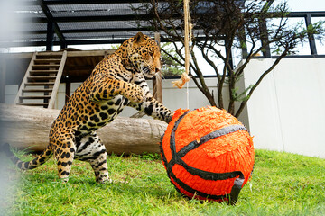 jaguar jugando