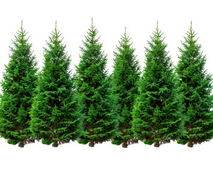 Fototapeta premium Row of Tall Evergreen Trees