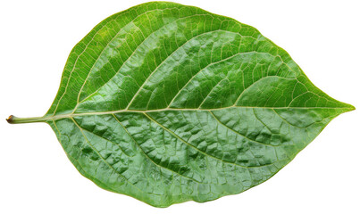 Obraz premium Single Large Green Leaf