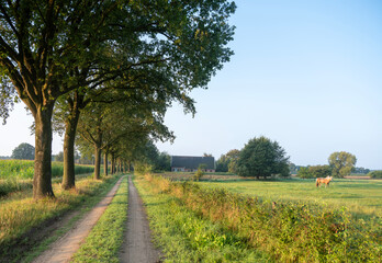 horses graze in meadow near farm in achterhoek near doetinchem