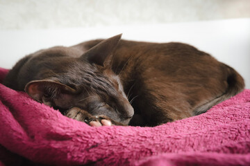 Cat sleeping on the bed