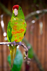 parrot on a branch