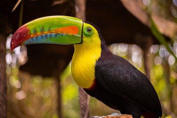 yellow billed toucan