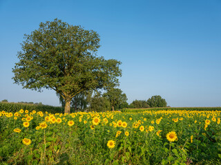 Fototapeta premium field of sunflowers under blue summer sky in achterhoek near doetinchem in the netherlands