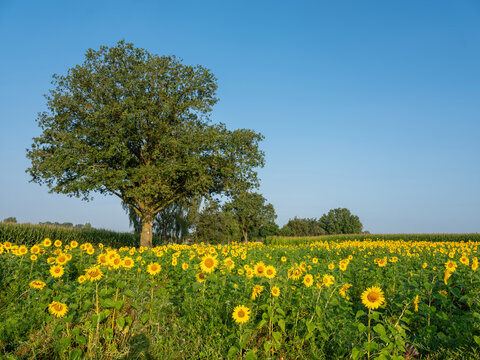 field of sunflowers under blue summer sky in achterhoek near doetinchem in the netherlands