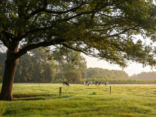 oak tree and grazing cows in meadow near doetinchem in achterhoek