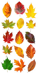 Fototapeta premium Autumn Leaves Collection