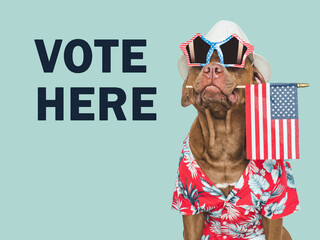 VOTE HERE. US Elections. 2024 Presidential Election. Adorable dog and American Flag. Close-up, indoors. Studio shot. Pet care concept. Beautiful Election day invitation card, isolated background