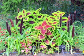 Brown inflorescences of Pennisetum glaucum, Coleus and Purple leaves on a beautiful flower bed in the garden with various other plants
