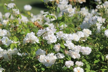 Delicate white roses in the park on a blurred background