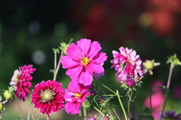 Obraz premium Sweden. Cosmos bipinnatus, commonly called the garden cosmos or Mexican aster, is a medium-sized flowering herbaceous plant in the daisy family Asteraceae, native to the Americas. 