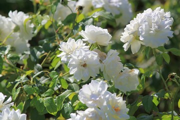 Delicate white roses in the park on a blurred background