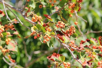 Obraz premium Fruits and leaves of Crataegus pennsylvanica in the park on a blurred background 