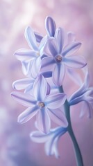 Naklejka premium Close-up of purple flowers on a