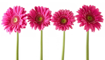 Pink Gerbera Daisies