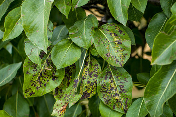 Black spot of pear. Fungal disease of pear trees caused by Venturia pyrina. Pear leaf spot. Pear...